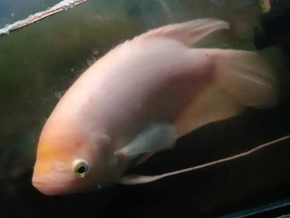 Ikan gurame Padang Hias