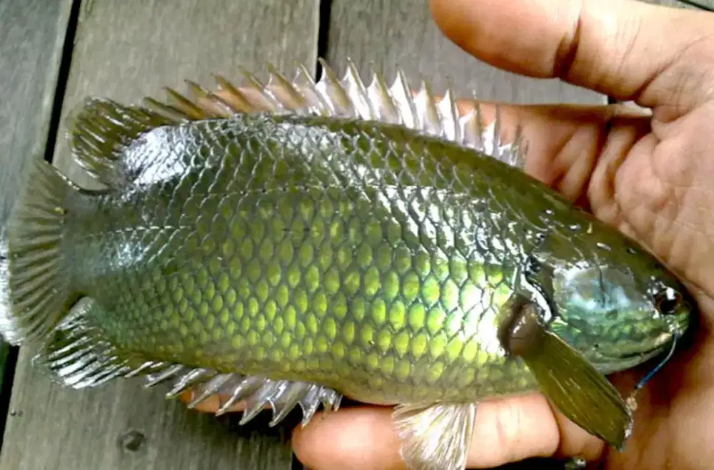 Jual Ikan Betik Papuyu