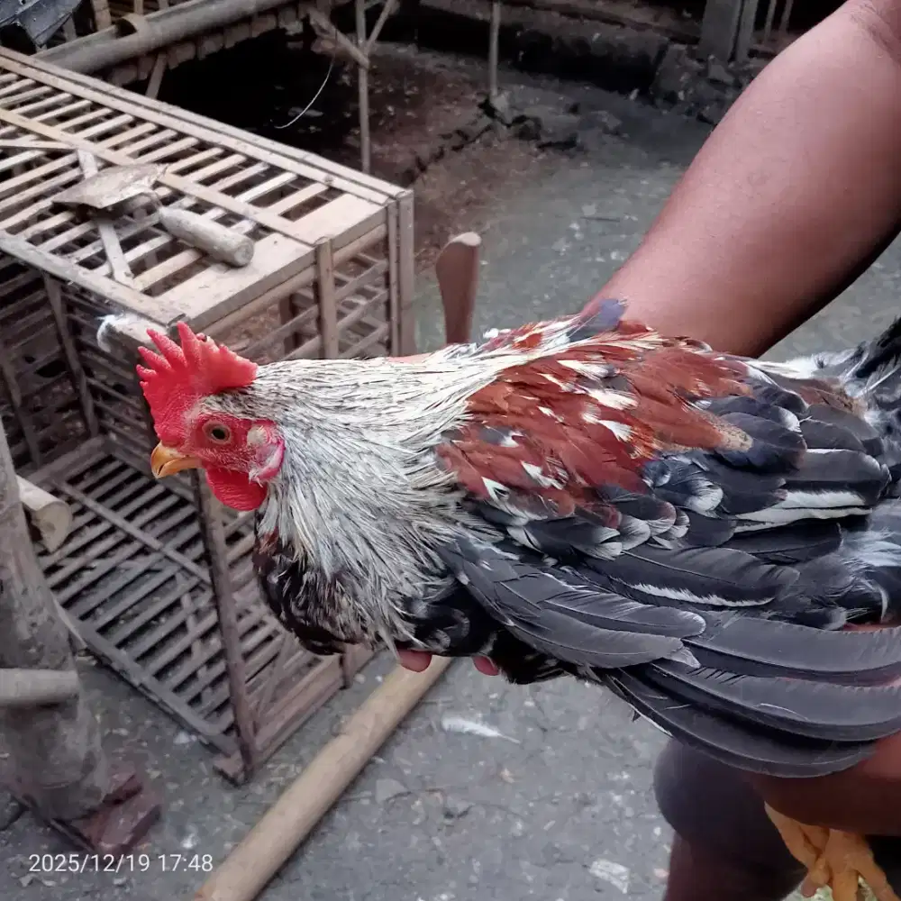 AYAM KAMPUNG HIDUP/KARKAS