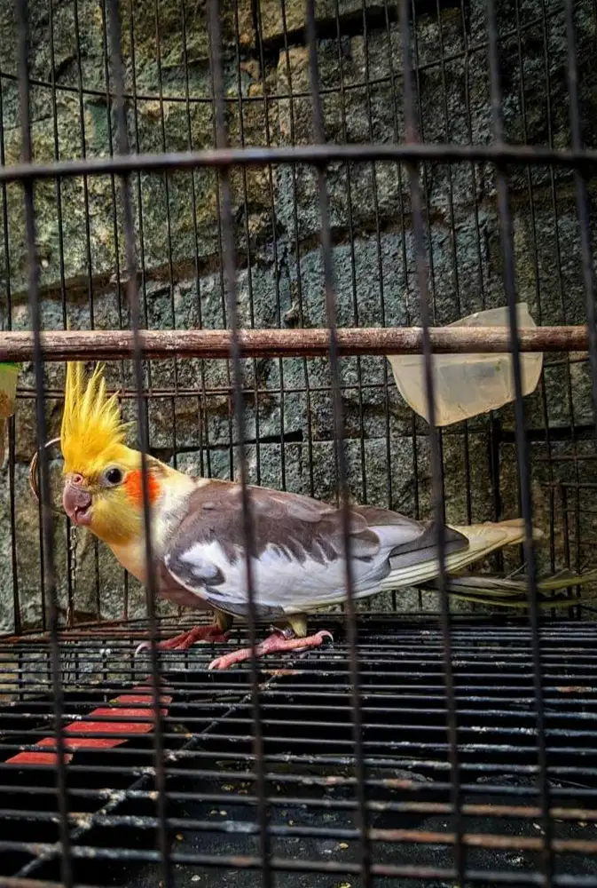 Falk Parkit Australia