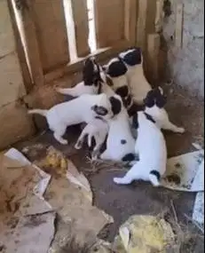 sepasang anabul anjing pitkam pitbul kambing 1,5 bln siap piara hobby