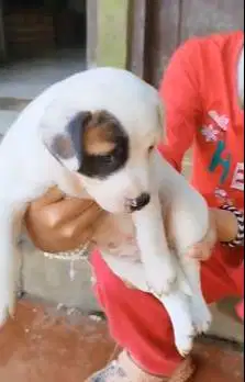 sepasang anabul anjing pitkam pitbul kambing 1,5 bln siap piara hobby