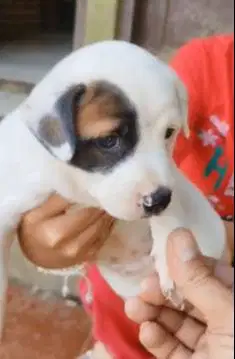 sepasang anakan anjing pitkam pitbul kampung 1,5 bln jinak siap piara