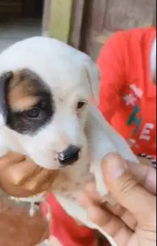 sepasang anakan anjing pitkam pitbull kampung 1,5 bulan jinak puas top