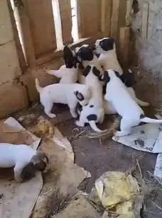 sepasang anakan anjing pitkam pitbull kampung 1,5 bulan jinak puas top