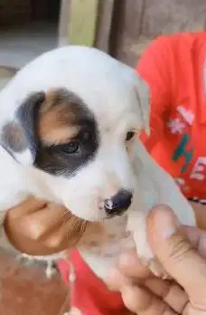 sepasang anakan anjing pitkam pitbull kampung 1,5 bln jinak siap piara