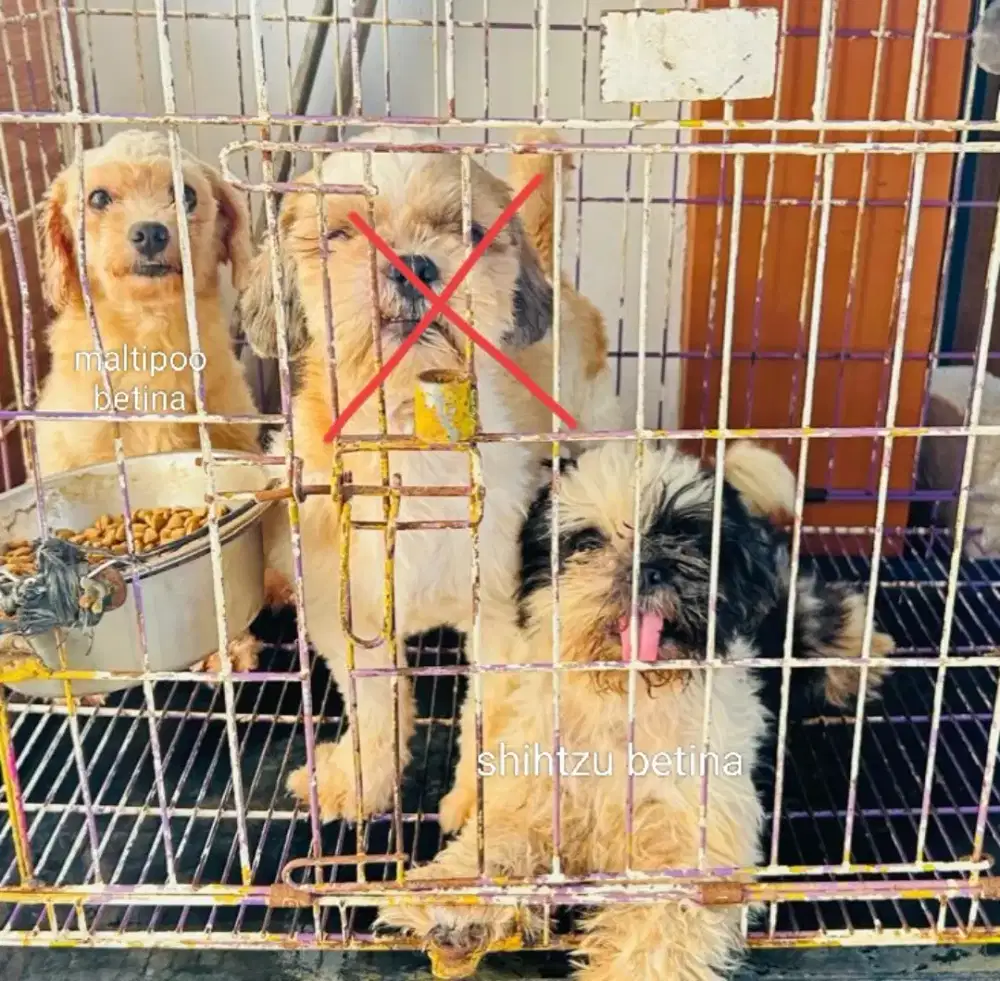 Shihtzu betina maltipoo betina