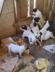 sepasang anakan anjing pitkam pitbul kampung 1,5 bulan jinak jamin top