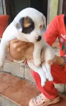 sepasang anakan anjing pitkam pitbul kampung 1,5 bulan jinak jamin top