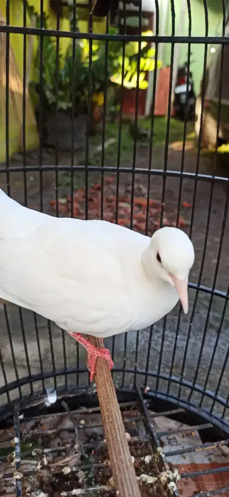 puter pelung putih betina