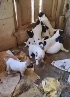 sepasang anakan anjing pitkam pitbull kampung 1,5 bln siap piara hobby