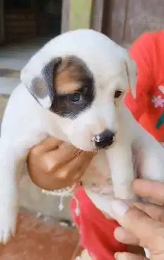 sepasang anakan anjing pitkam pitbull kampung 1,5 bln siap piara hobby