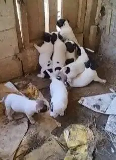 sepasang anakan anjing pitkam pitbull kampung 1,5 bln siap ternak puas