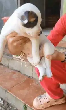 sepasang anakan anjing pitkam pitbull kampung 1,5 bln siap ternak puas