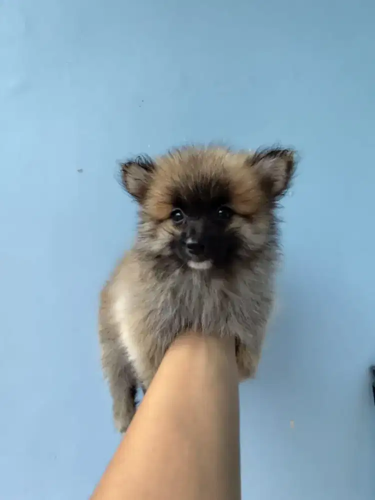 Anak anjing pomeranian