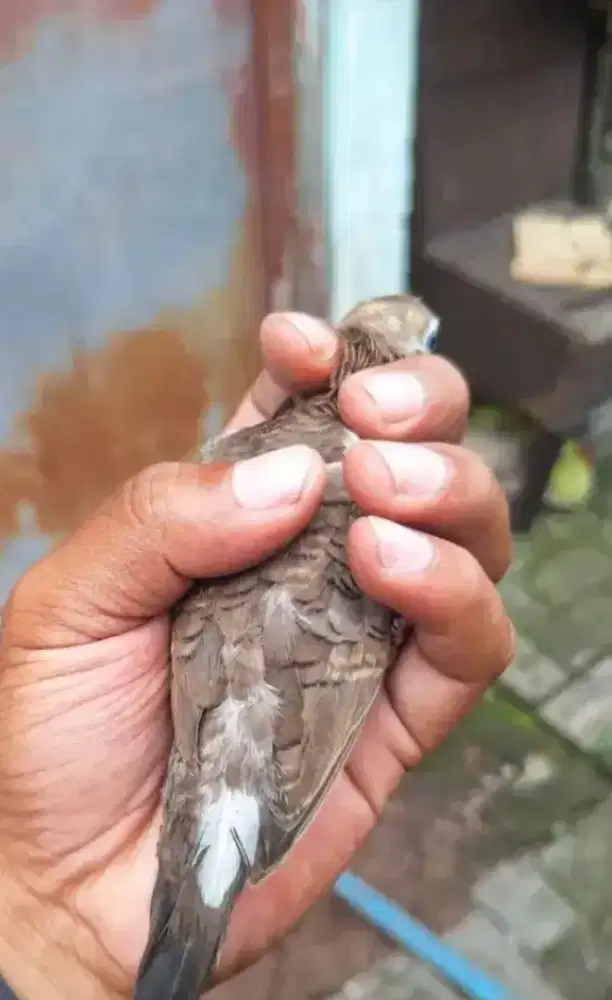 Kutut surung derajat lokal alam