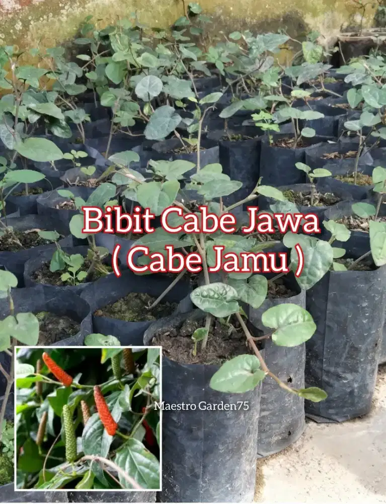 Bibit Cabe Jawa / Cabe Jamu