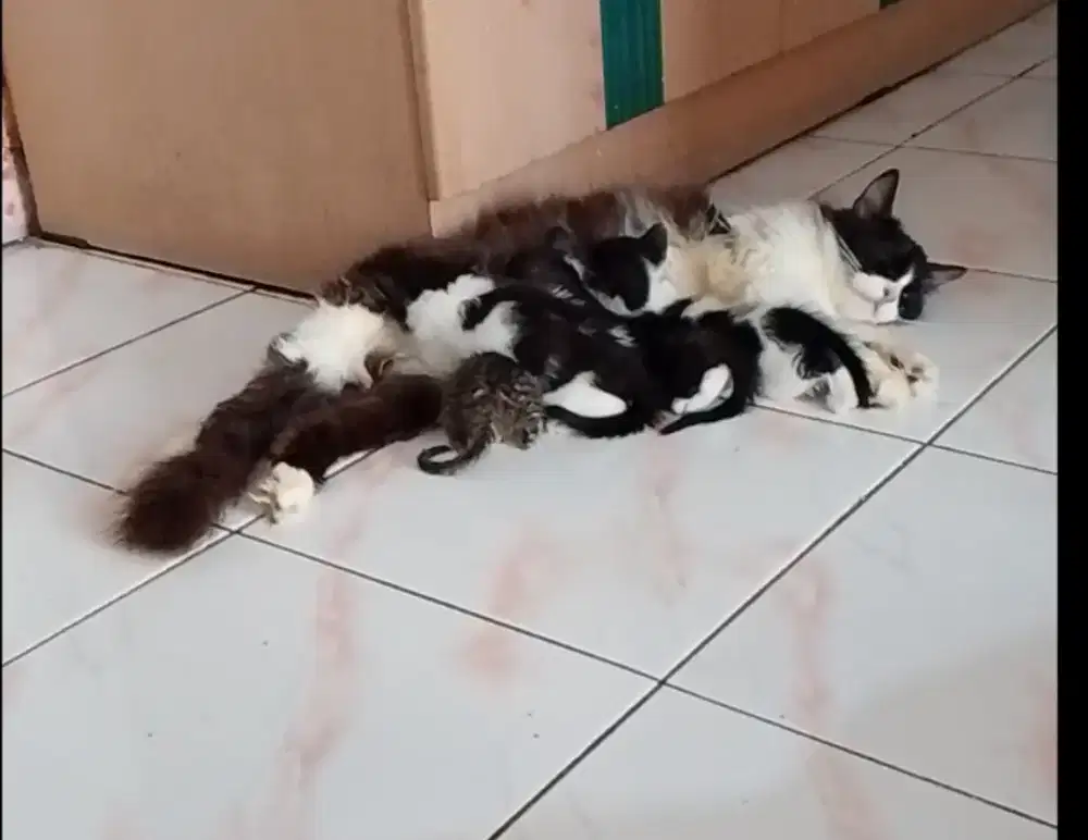 Anak Kucing anggora bulu lebat dan halus
