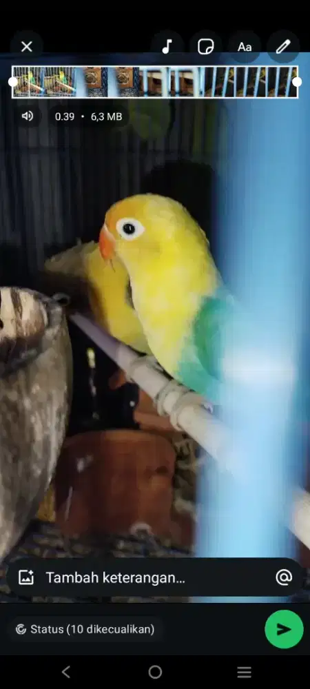 Indukan resmi netes BT murai ijo