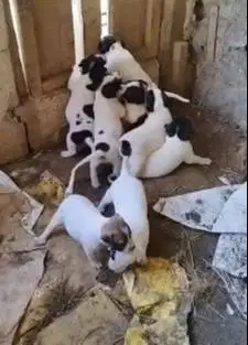 sepasang anakan anjing pitkam pitbull kampung 1,5 bln siap piara hobby