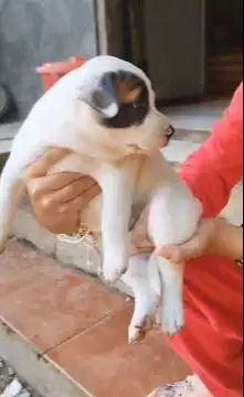 sepasang anakan anjing pitkam pitbull kampung 1,5 bln siap piara hobby