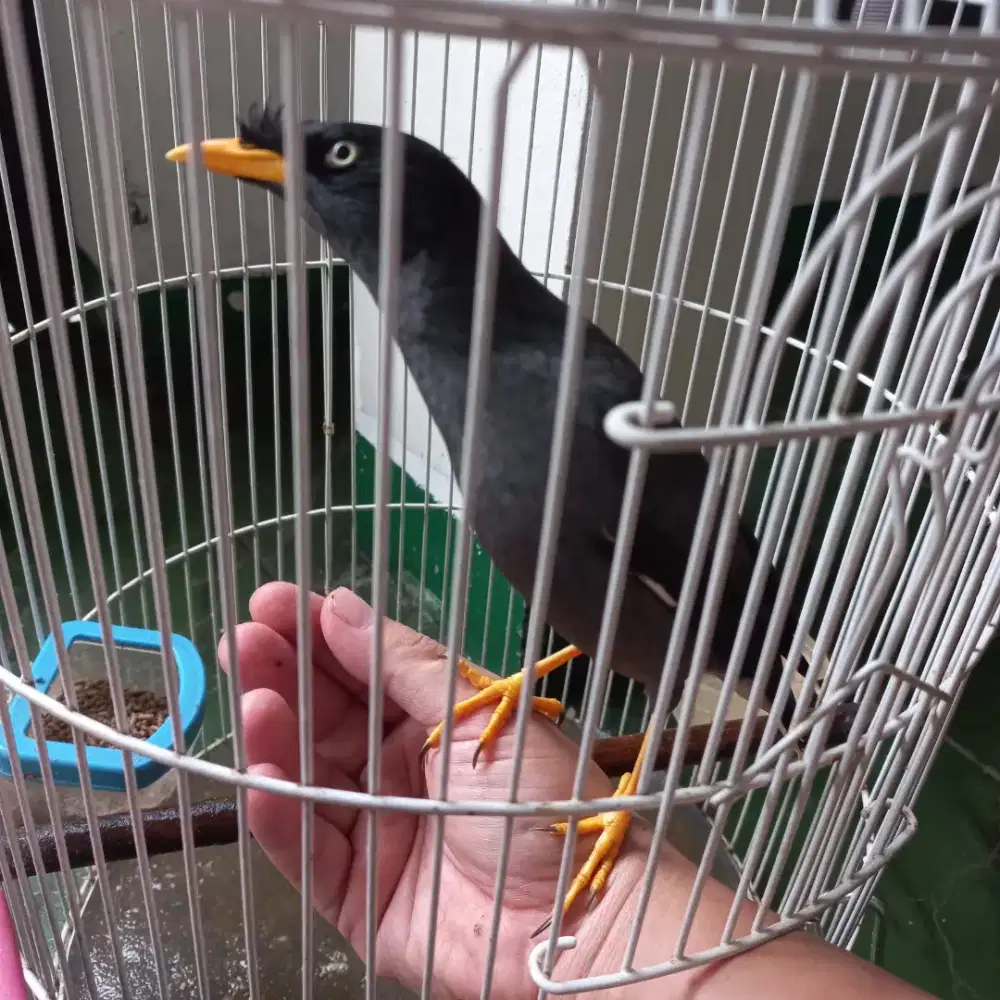 Burung Jalak Kebo Jinak indoor