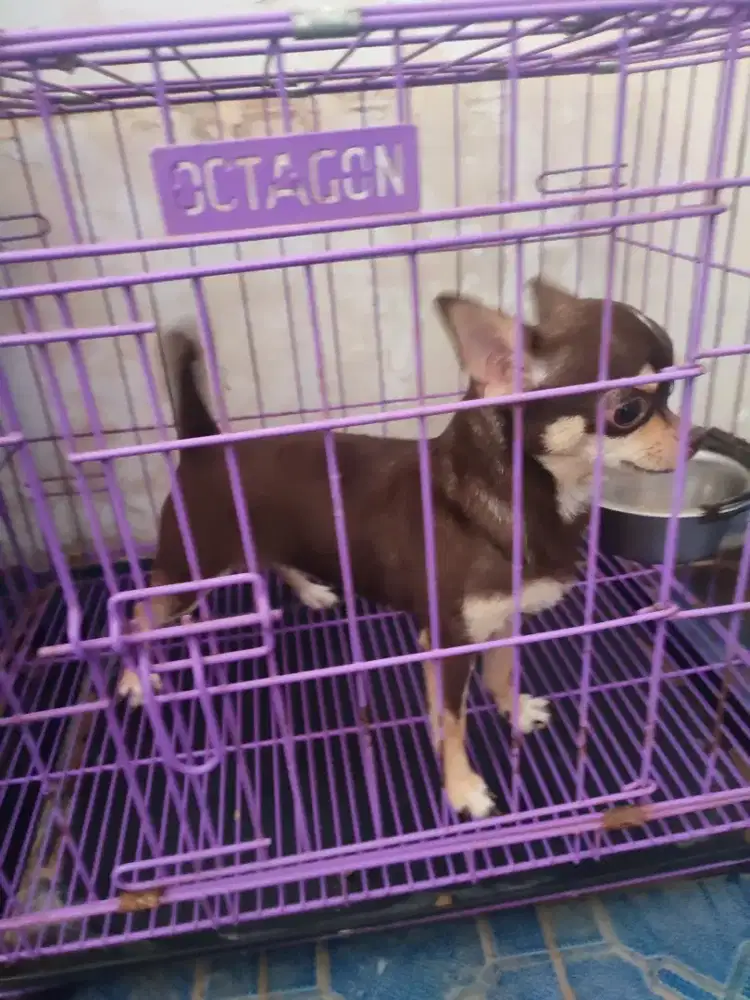 Chiuhuahua, stb, betina