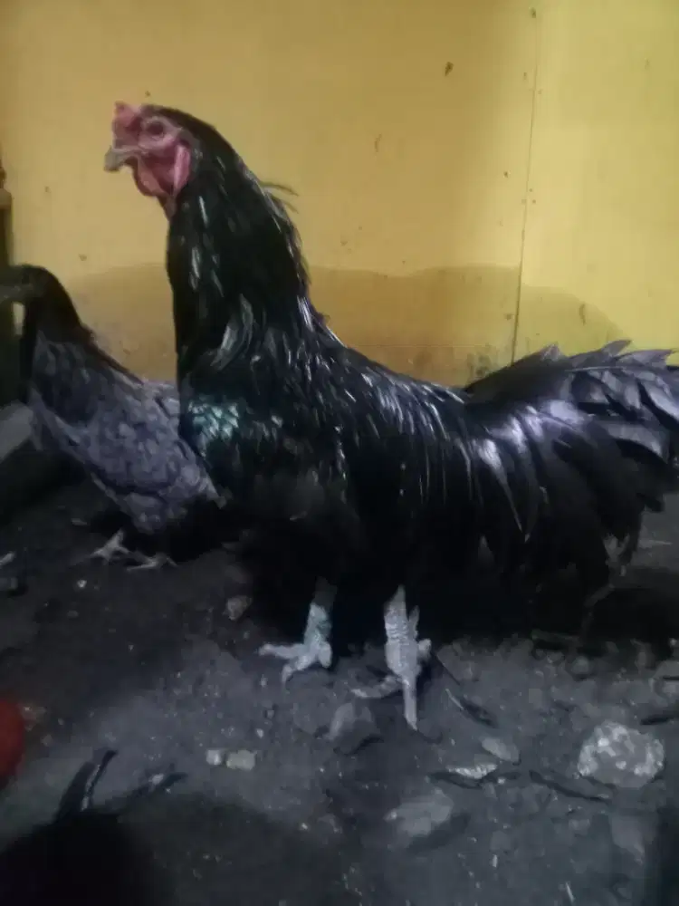Ayam black sumatra