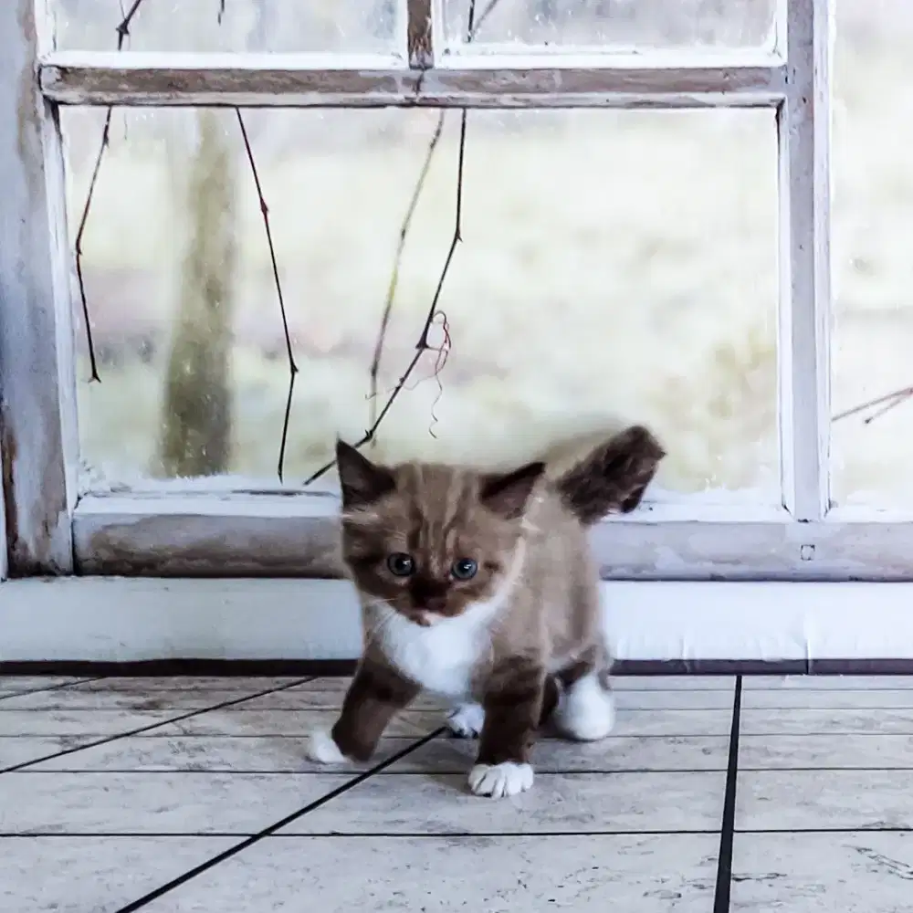 Ragdoll Kitten Seal Mitted Cinnamons Jantan