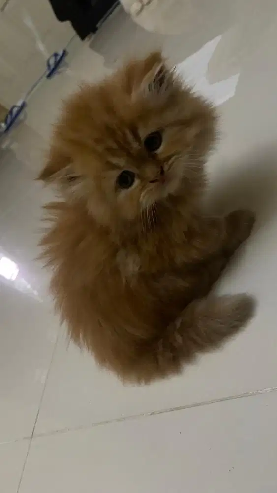 lepas adop kucing banjarmasin