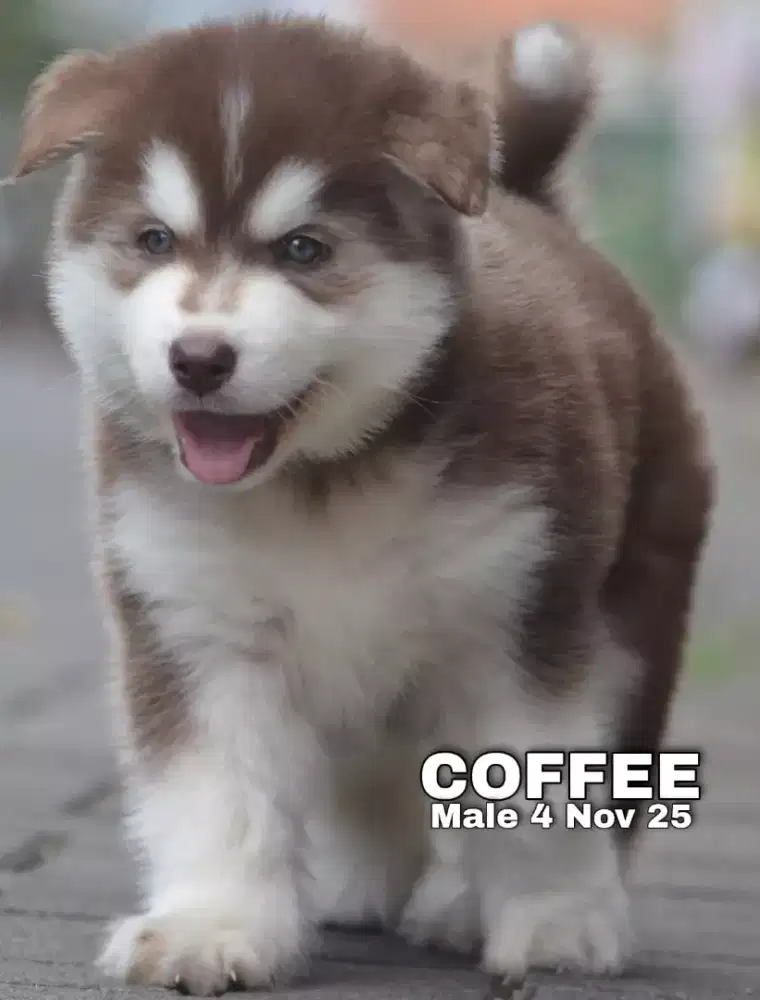 Siberian Husky coklat jantan •COFFEE•