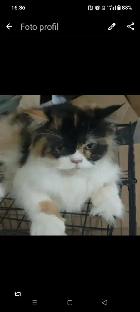 Open adopsi kucing Persia flatnose Calico betina