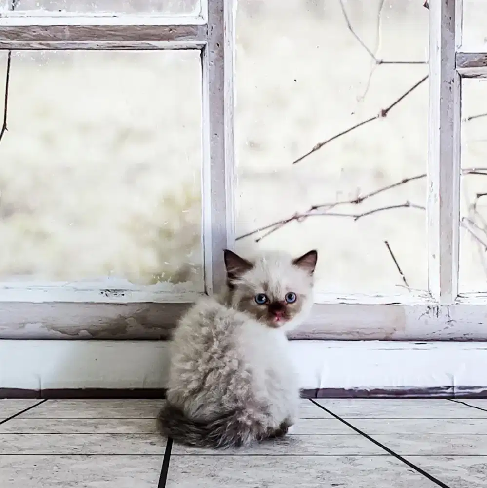 Ragdoll Seal Mitted Kitten Jantan