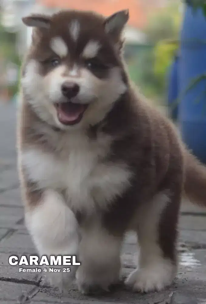 Siberian Husky coklat betina •CARAMEL•