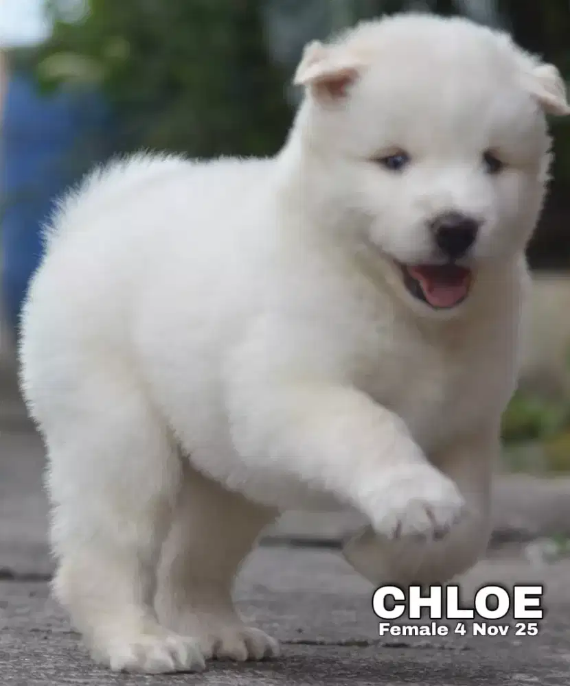 Siberian Husky putih betina •CHLOE•