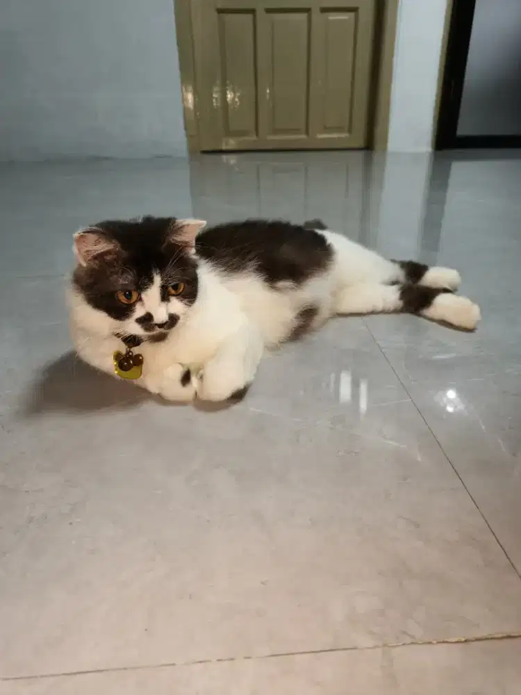 Meme kucing Anggora mix