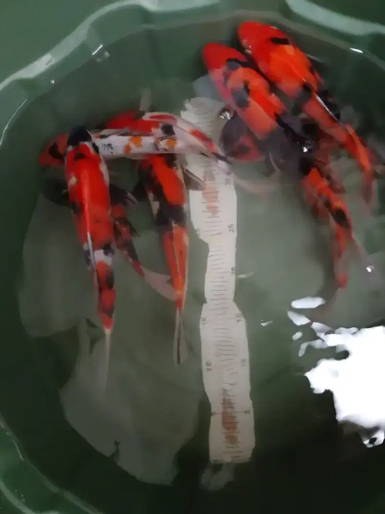 Ikan koi jenis Showa grade A 27-30cm
