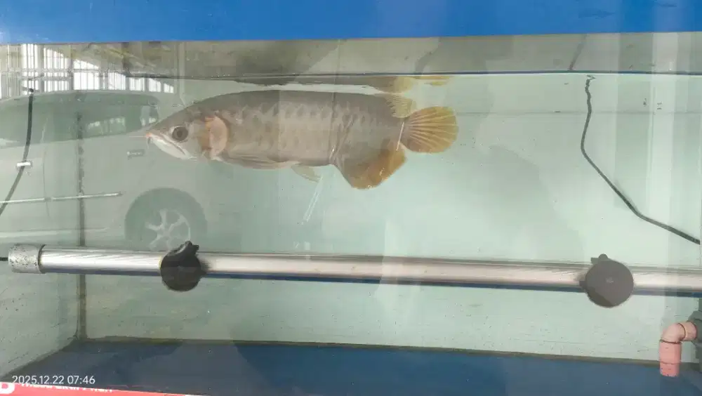 Ikan Arwana Super Red Gen Merah UK +- 25cm