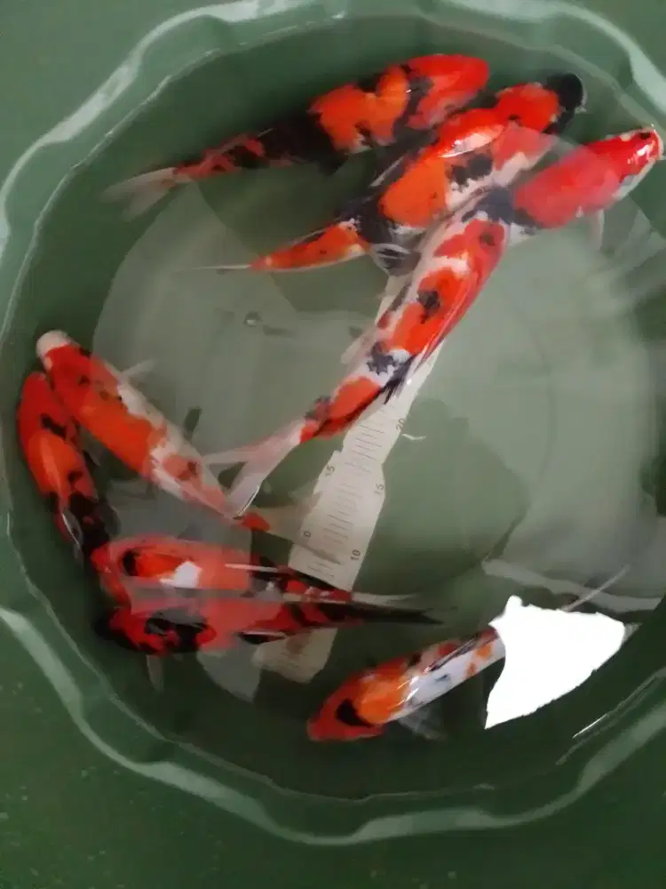 Ikan koi jenis Showa grade A 27-30cm murmer