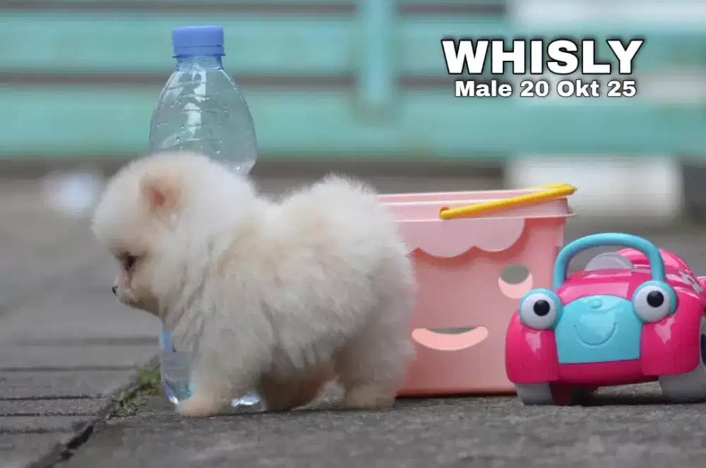 Teacup pom jantan •WHISLY•