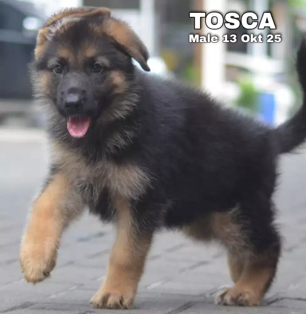 Herder blacktan jantan •TOSCA•