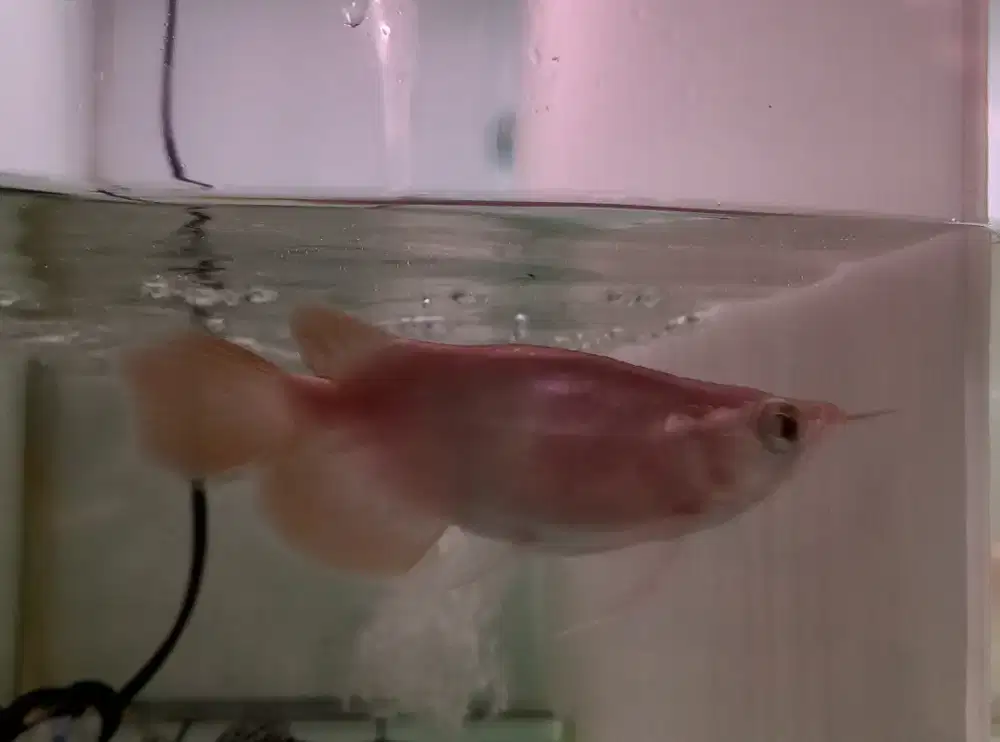 Arwana Super Red Short Body 13cm