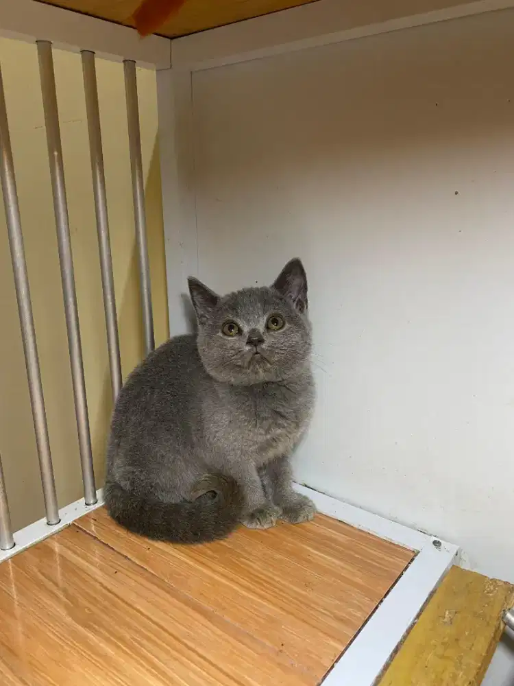 Kitten bsh blue betina 3 bulet ibu bapak ped lepas non ped