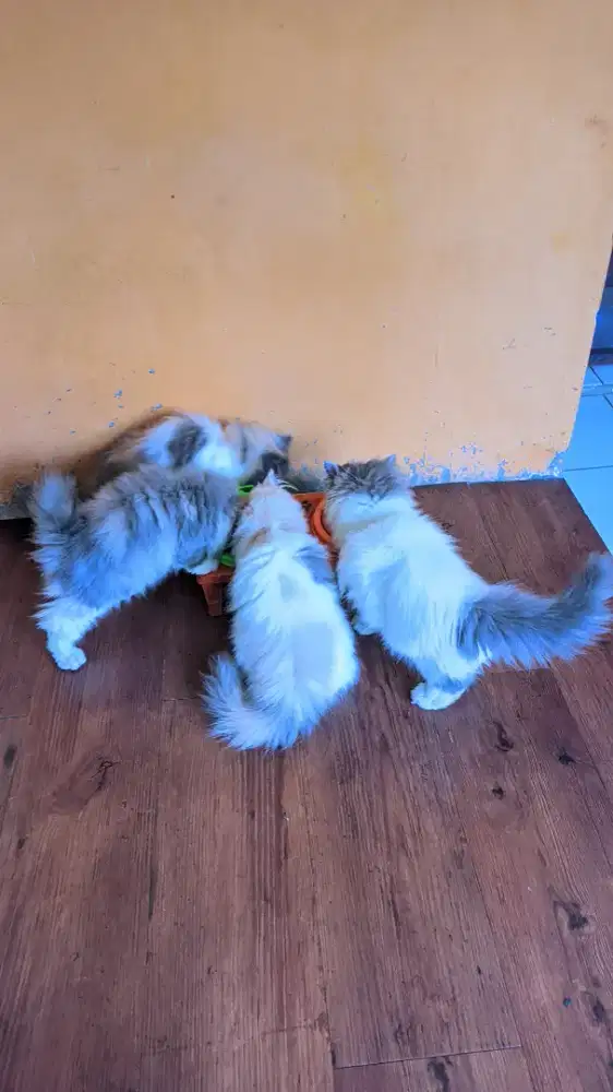 Kucing kitten persia 3bln