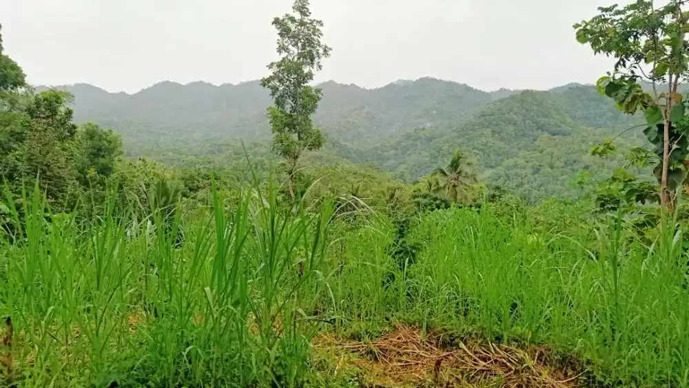 Dijual tanah murah shm pekarangan dekat kapanewon samigaluh kulonprogo