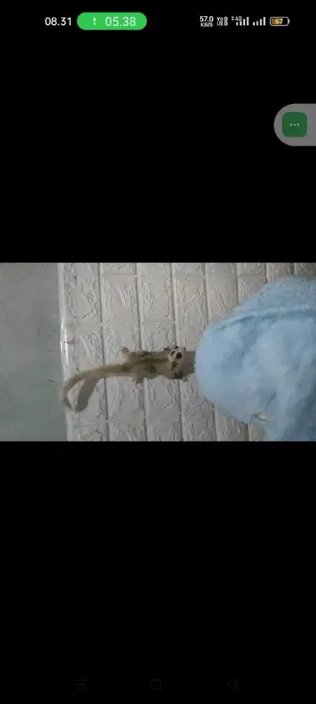 Sugar glider proven dan indukan