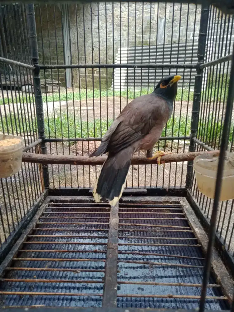 Burung jalak Batam gacor bunyi fullset
