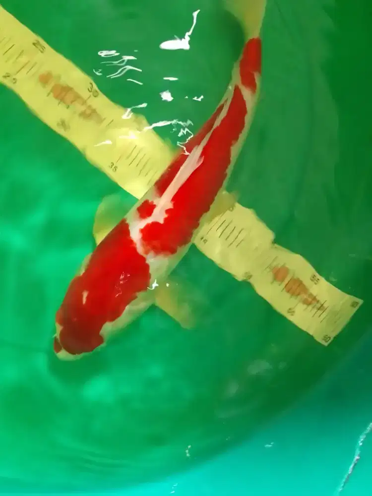 Ikan koi jenis Kohaku 40cm warna merah