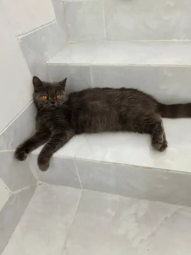 BSH hamil dengan Munchkin