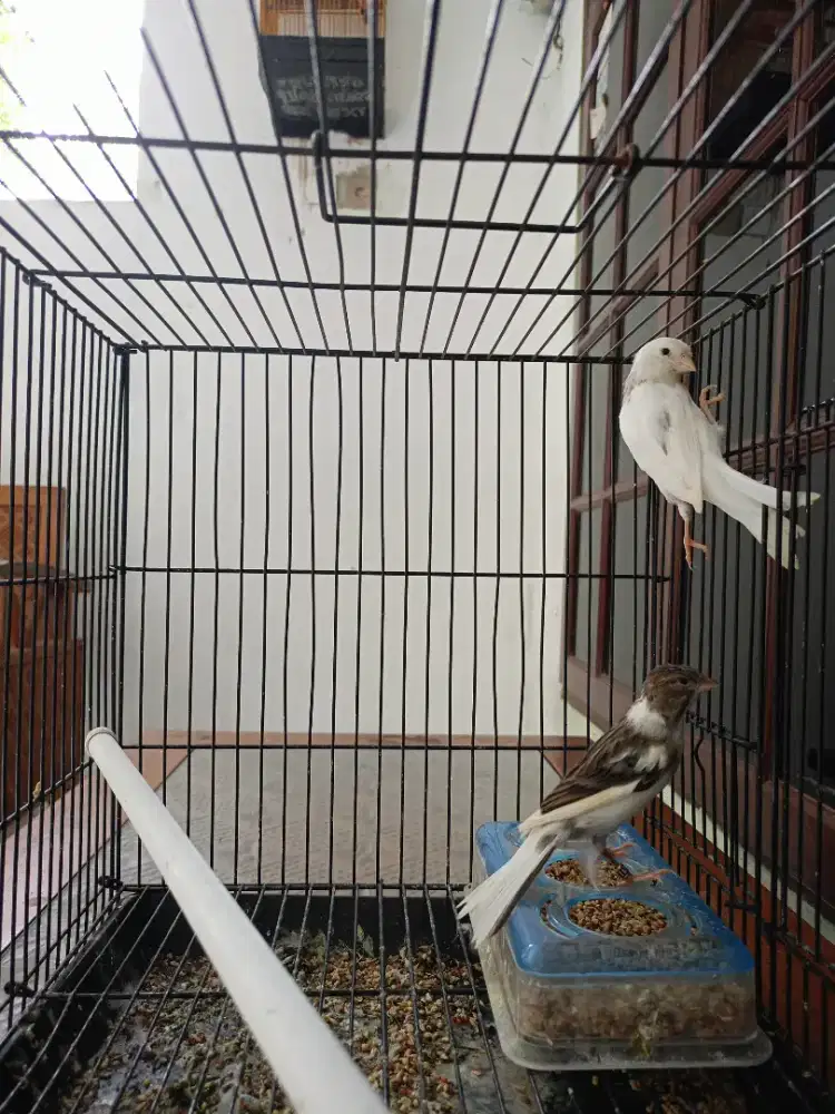 Kenari betina Af rasmi (f1rasmi x loper) siapan